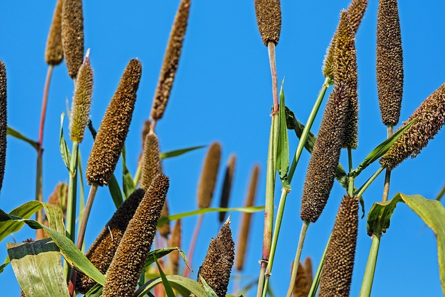 Millet: Ancient Grain, Modern Eye Care