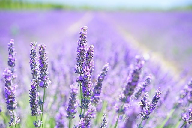 Lavender: Fragrant Herb for Blood Sugar Health