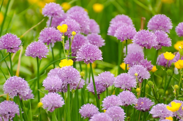 Chives: Mild Herb with Blood Sugar Benefits