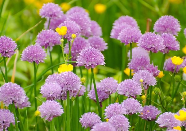 Chives Chorus: Herbaceous Hymns for Clear Hearing