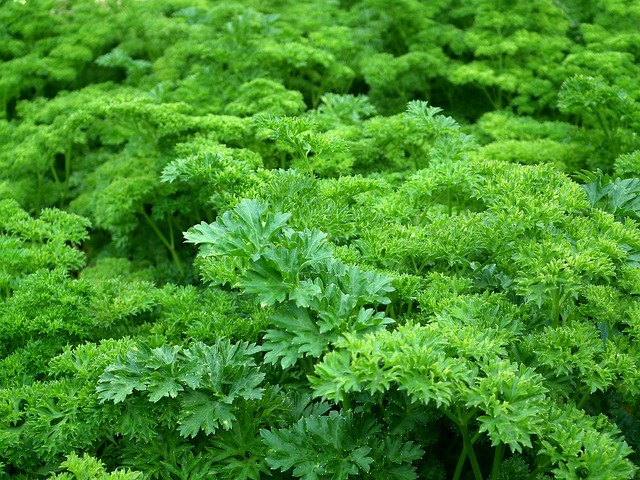 Parsley: Herbaceous Support for Your Teeth