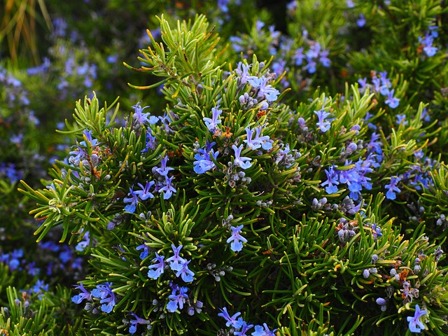 Rosemary: Aromatic Herb for Dental Care